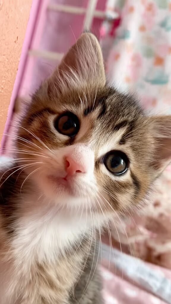 Cute WhatsApp Dp Images Cute WhatsApp Dp Images