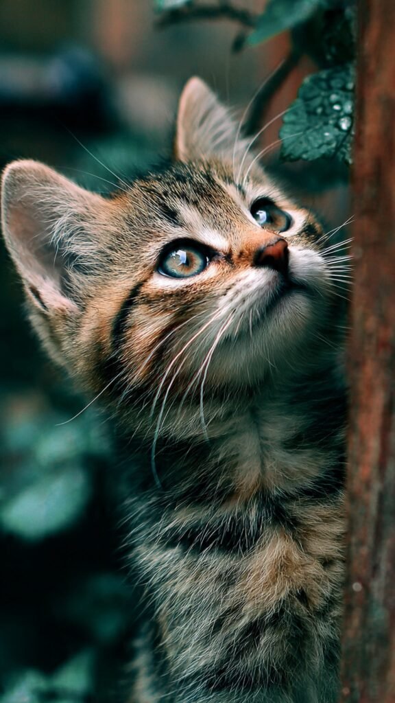 Cute WhatsApp Dp Images